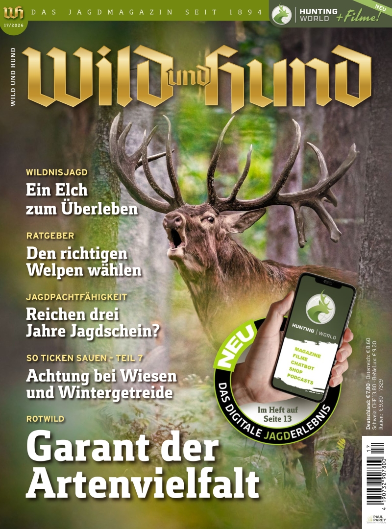Wild und Hund