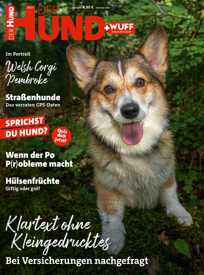 DER HUND DER HUND